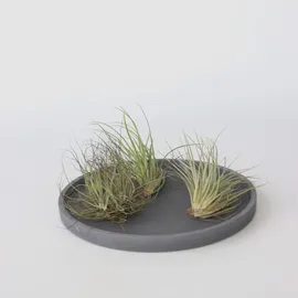 Plant in a Box - Tillandsien - 6 Stk - Tillandsia - Höhe 5-15cm