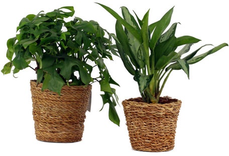 2 Zimmerpflanzen »Monstera Minima« und »Aglaonema Jubilee« – jeweils im Topf - Grün - Grün