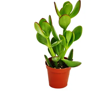 EXOTENHERZ Crassula portulacea Geldbaum im 5,5cm Topf