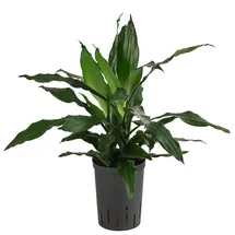Dehner Drachenbaum - Dracaena 'Janet Craig', Hydrokultur, Dunkelgrün