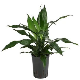 Dehner Drachenbaum - Dracaena 'Janet Craig', Hydrokultur, Dunkelgrün