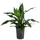 Dehner Drachenbaum - Dracaena 'Janet Craig', Hydrokultur, Dunkelgrün