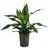 Dehner Drachenbaum - Dracaena 'Janet Craig', Hydrokultur, Dunkelgrün