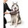beeztees Dirty Dog Grooming Mitt Fellpflege grau L