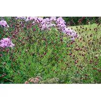 Pflanzen Für Dich Sanguisorba officinalis 'Tanna', Wiesenknopf, ca. 9x9