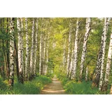 KOMAR Sunny Decor Fototapete BIRKENWALD 368 x 254 cm | Tapete, Wand Dekoration, Wald, Baum, Birke, Natur, Landschaft, Wohnzimmer, Schlafzimmer -SD301