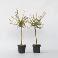 Plant in a Box - Salix integra 'Flamingo' -
