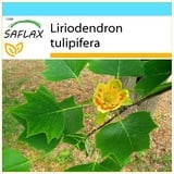 Saflax - - Tulpenbaum - 20 Samen - Mit Geschenkbox, Karte, Etikett und Anzuchtsubstrat