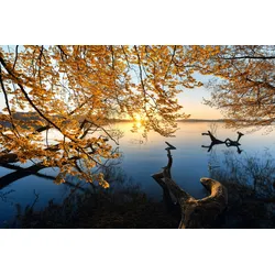 Fototapete PAPERMOON "Photo-Art KELLER, HERBSTMORGEN", bunt, B:4,50m L:2,80m, Vlies, Tapeten