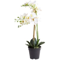Nova-Nature künstliche Orchidee Bora (Orchideen Pflanze/Phalaenopsis) im schwarzen Kunststofftopf mit Rispen, Blättern und Luftwurzeln real Touch (Creme-weiß, ca. 60 cm / 3 Rispen)