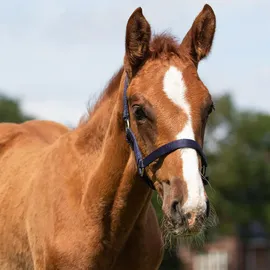 QHP Fohlen-Halfter 04 babyblau