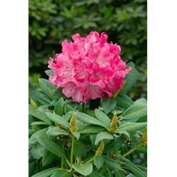 Pflanzen Für Dich Rhododendron yak. 'Graf Anton Günther', rosa