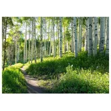 WallArena Fototapete Mehrfarbig, Papier, Baum/Pflanze/Natur, Rechteckig, 400x280 cm, FSC 100%, Tapeten - Wandverkleidungen, Fototapeten