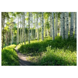 WallArena Fototapete Wald Baume Vliestapete Tapete 400x280