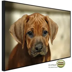 papermoon Infrarotheizung »EcoHeat - Rhodesian Ridgeback Welpe«, Matt-Effekt - bunt