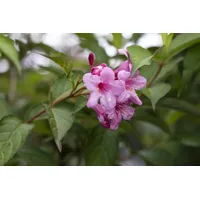Pflanzen Für Dich Weigela florida 'Picobella Rosa', Weigelie, rosa