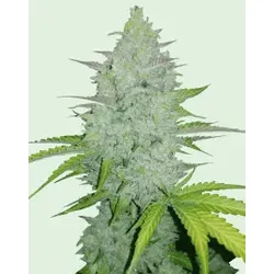 Cheese Auto | Autoflowering Hanfsamen von Fast Buds | 3 Hanfsamen
