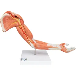 Armmuskel Modell, 6-teilig - 3B Smart Anatomy