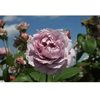 Beetrose  (Rosa 'Novalis' -R-, Lavendel)