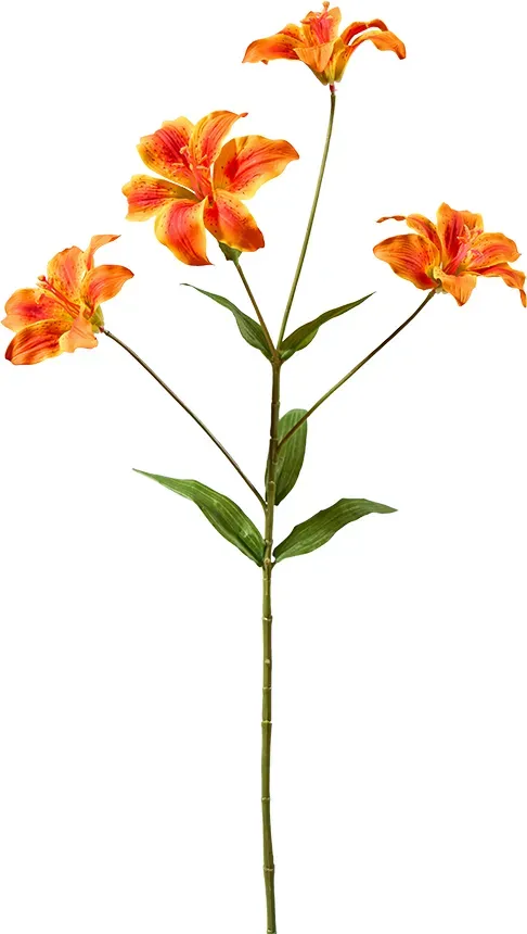 Lilie 73cm 4Blüten orange