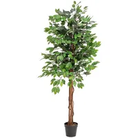 Europalms Ficus-Benjamini Multi-Stamm, 150cm
