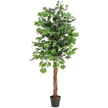 Europalms Ficus-Benjamini Multi-Stamm, 150cm