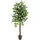 Europalms Ficus-Benjamini Multi-Stamm, 150cm