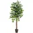 Europalms Ficus-Benjamini Multi-Stamm, 150cm