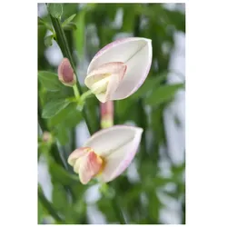 Cytisus praecox 'Zeelandia', Besenginster, cremeweiß, 40–60 cm