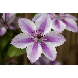 Pflanzen Für Dich Clematis 'Carnaby' 100 cm – Winterhart, Mehrjährig – Waldrebe – Kletterpflanze für Pergola & Rankhilfe