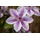 Pflanzen Für Dich Clematis 'Carnaby' 100 cm – Winterhart, Mehrjährig – Waldrebe – Kletterpflanze für Pergola & Rankhilfe