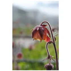 Geum rivale, Bach-Nelkenwurz, orange-rot, ca. 9x9 cm Topf