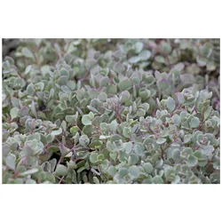 Sedum cauticola, Fetthenne, rosa Blüten, ca. 9x9 cm Topf