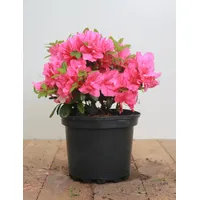 Pflanzen Für Dich Rhododendron obtusum 'Melina', Azalee, rosa Blüten,