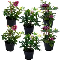 Plant in a Box - Weihnachtsrosen - 6 Stk