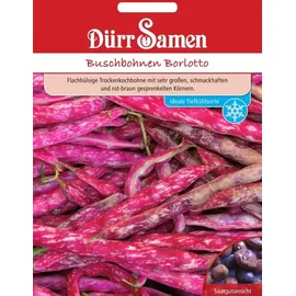 Dürr-Samen Buschbohne Borlotto | Buschbohnensamen von Dürr Samen