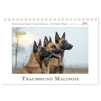 Calvendo Traumhund Malinois (Tischkalender 2026 DIN A5 quer), CALVENDO