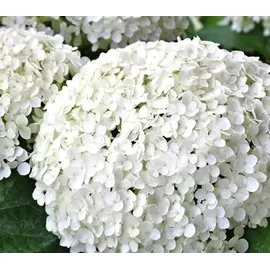 Dehner Schneeball-Hortensie Zierstrauch 40-50 cm
