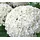Dehner Schneeball-Hortensie Zierstrauch 40-50 cm
