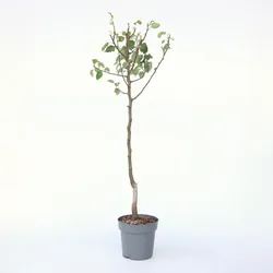 Plant in a Box - Birnenbaum - Pyrus communis 'Conference' - Höhe 90-100cm - Topf 21cm