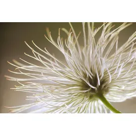 Queence »Klara« Selbstklebend, kinderleichte Anbringung