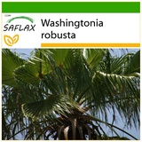 Saflax - Washingtonia Fächerpalme - 12 Samen - Mit keimfreiem Anzuchtsubstrat - Washingtonia robusta