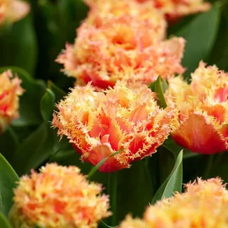 Plant in a Box - Tulpenzwiebeln - 10 Stk - Tulipa 'Brisbane' - Blumenzwiebeln - Rosa