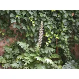 Pflanzen Für Dich Acanthus mollis, Bärenklau, ca. 11x11 cm Topf,