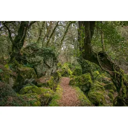 Fototapete PAPERMOON "Waldweg", bunt, B:2,50m L:1,86m, Vlies, Tapeten