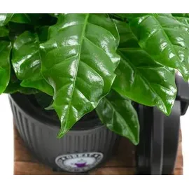 Dehner Kaffeepflanze, Coffea arabica, im To-Go Becher, Dunkelgrün, Schwarz