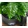 Dehner Kaffeepflanze, Coffea arabica, im To-Go Becher, Dunkelgrün, Schwarz