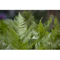 Pflanzen Für Dich Dryopteris erythrosora, Herbstfarn, bronzefarben, ca. 9x9