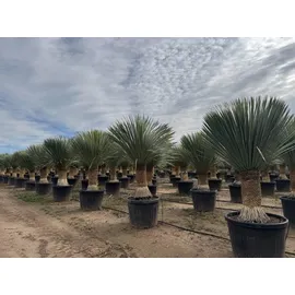 sunny-tree Sunny Tree - Yucca Rostrata - Palme - Stammhöhe 60/70 cm - cm - Winterhart- Palmlilie