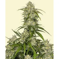 Sour Jealousy Auto | Autoflowering Hanfsamen von Fast Buds | 3 Hanfsamen